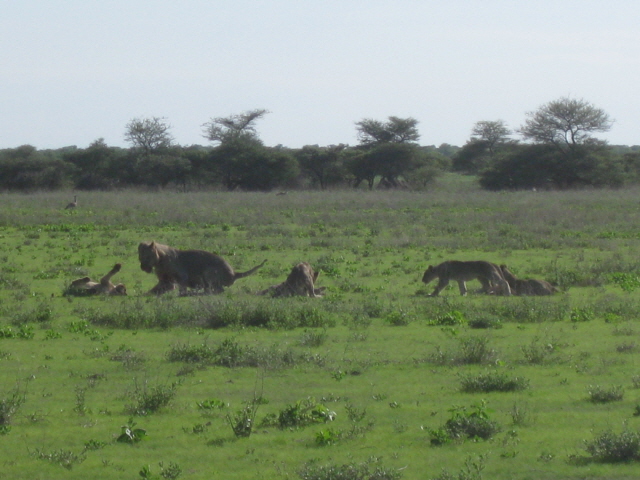 Etosha 385.jpg